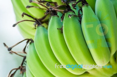 Bunch Of Raw Bananas Stock Photo