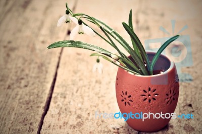 Bunch Of Snowdrop Flowers Stock Photo