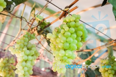 Bunches Of Grapes Hang From A Vine Stock Photo