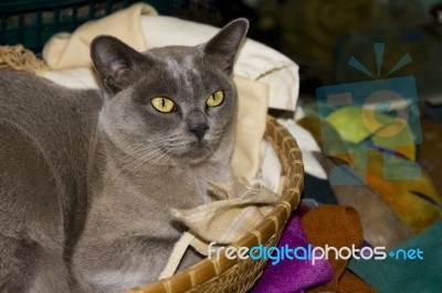 Burmese Cat Stock Photo