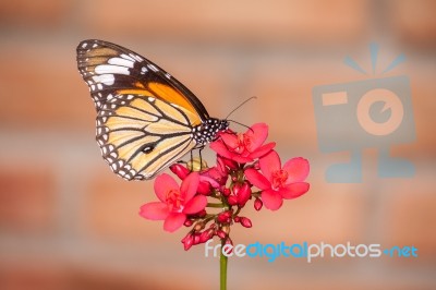 Butterfly And Flower Stock Photo