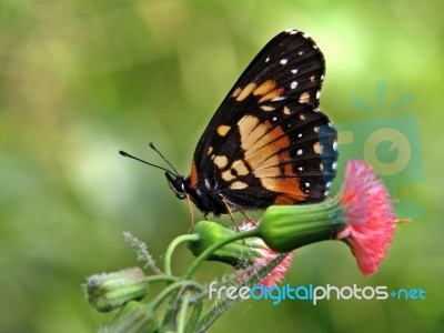 Butterfly And Pink Flower Stock Photo