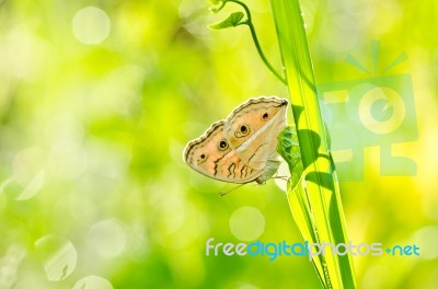 Butterfly In Green Nature Stock Photo