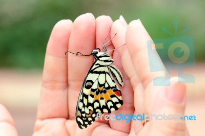 Butterfly In The Loving Hand Stock Photo