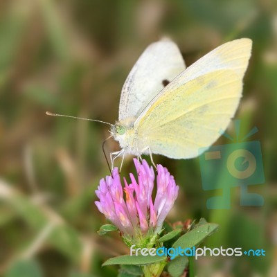 Butterfly On Flower Stock Photo