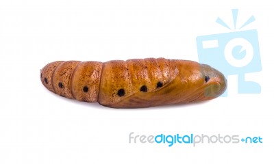 Butterfly Pupa Isolated On White Background Stock Photo