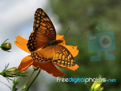 Butterfly Resting On A Flower Stock Photo