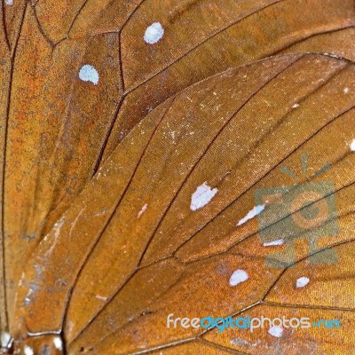 Butterfly Wing Stock Photo