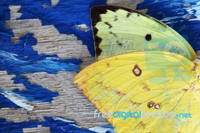 Butterfly Wing On Grunge Colorful Wooden Panel Stock Photo