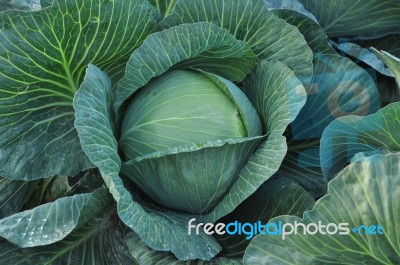Cabbage Head Stock Photo