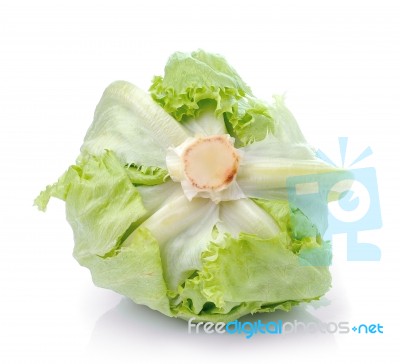 Cabbage Isolated On White Background Stock Photo