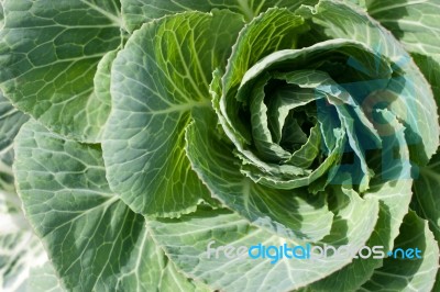 Cabbage Plant Stock Photo