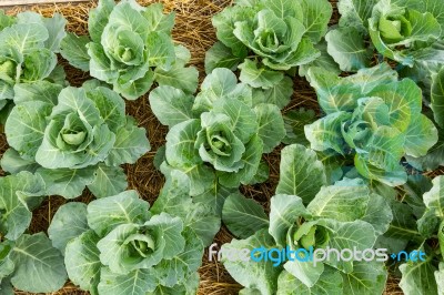 Cabbage Seedlings Stock Photo