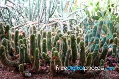 Cacti Stock Photo