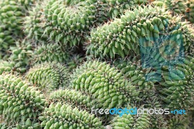 Cactii Stock Photo