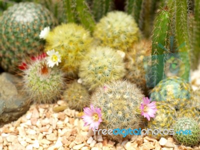 Cactus Close-up Stock Photo