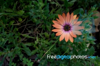 Calendula Flower Stock Photo