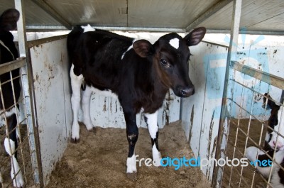 Calf Stock Photo