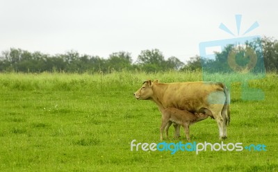 Calf And Cow Stock Photo