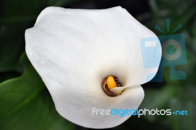 Calla Lilly 1 Stock Photo