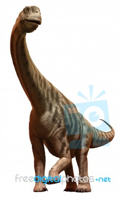 Camarasaurus Stock Image