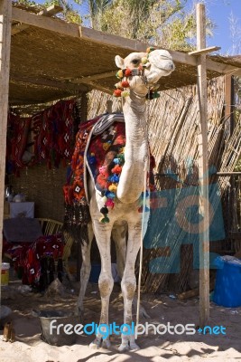 Camel In Shed Stock Photo