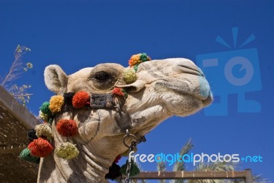 Camels Head Stock Photo