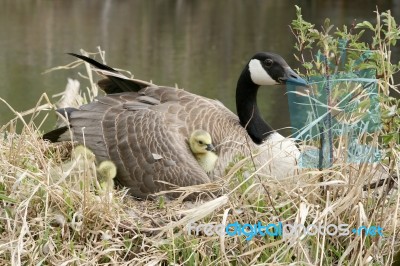 Canada Goose Gosling Nestled Under A Wing Stock Photo