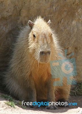 Capybara Stock Photo