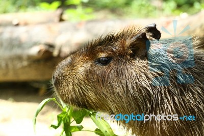 Capybara Hydrochoerus Stock Photo