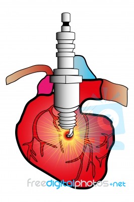 Cardiac System Stock Image