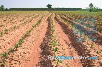 Cassava Field Stock Photo