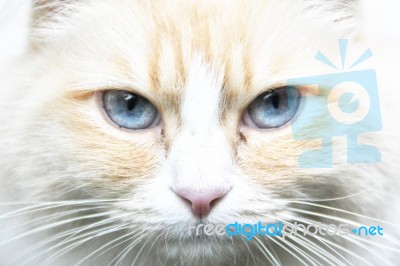 Cat Stock Photo Cat Stock Photo