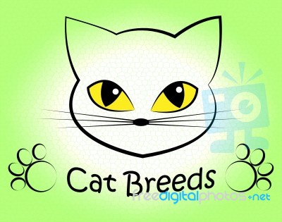 Cat Breeds Indicates Offspring Breeding And Bred Stock Image