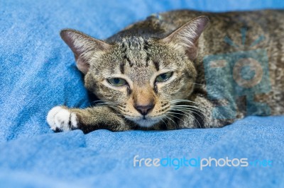 Cat Lying On Bed Stock Photo