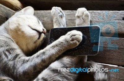 Cat Scratching Smart Phone Stock Photo