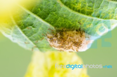 Caterpillars In The Nest Stock Photo