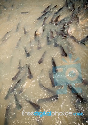 Catfish In River Stock Photo