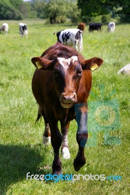 Cattle In Kent Stock Photo
