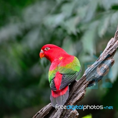 Chattering Lory Stock Photo