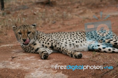 Cheetah Licking Her Lips Stock Photo
