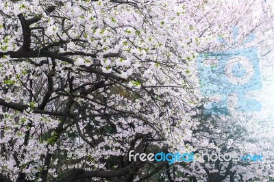 Cherry Blossom In Spring,background Stock Photo