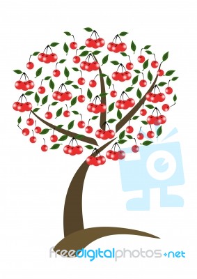 Cherry Tree Stock Image