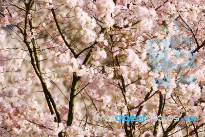 Cherry Tree With Flower Stock Photo