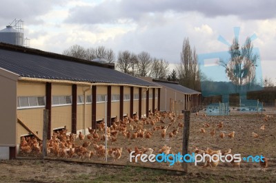 Chicken Farm Stock Photo