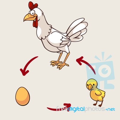 Chicken Life Cycle Stock Image