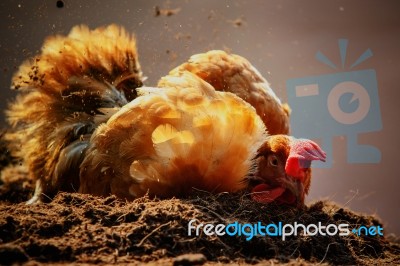 Chicken Relaxing On Dirt Ground Against Beautiful Lighting Stock Photo