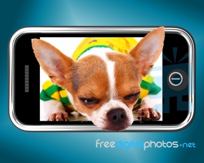 Chihuahua Dog Photo On Mobile Phone Stock Image