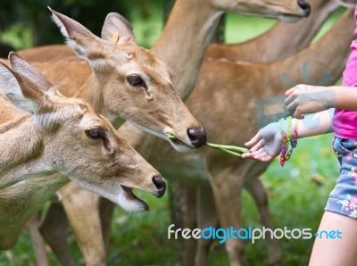 Child Feeding Deer Stock Photo