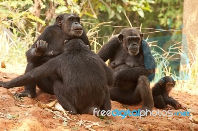 Chimpanzee Family Stock Photo